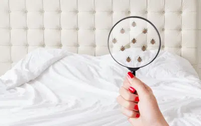 The Ultimate Guide to Cleaning Your Mattress