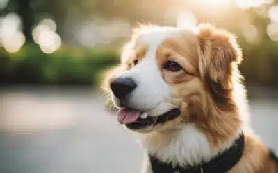 How to Eliminate Pet Odours from Homes