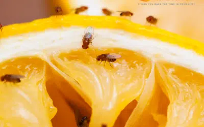 How To Get Rid Of Fruit Flies From Your Kitchen