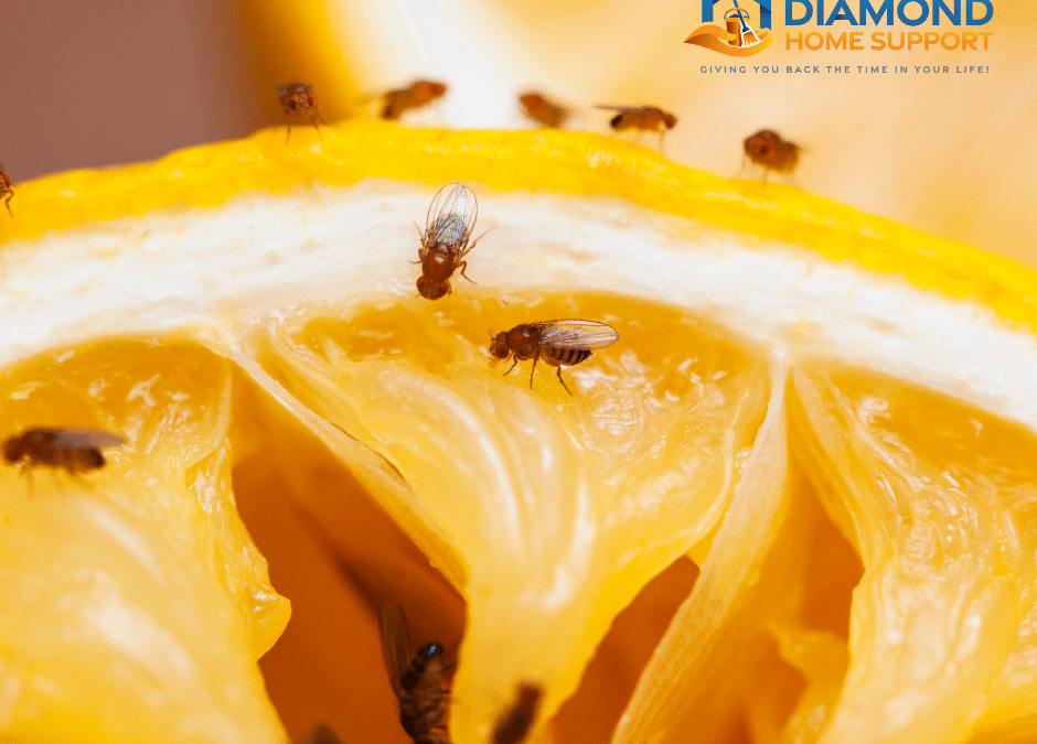 How To Get Rid Of Fruit Flies From Your Kitchen