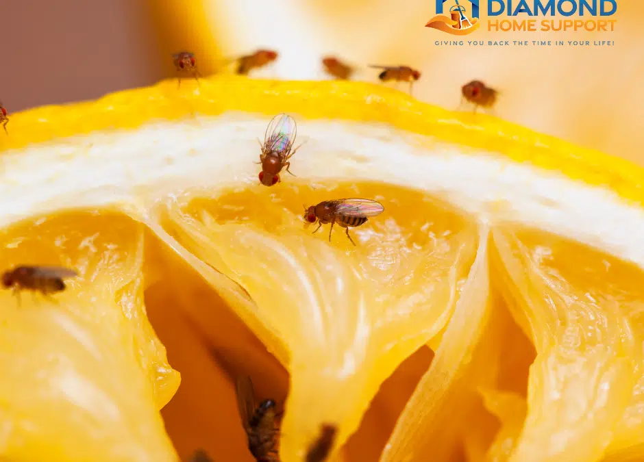 How To Get Rid Of Fruit Flies From Your Kitchen