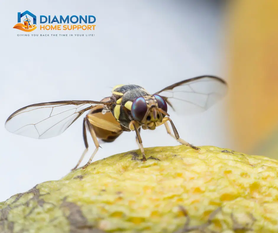 How To get Rid Of Fruit Flies From Your Kitchen 3 how to get rid of fruit flies from your kitchen