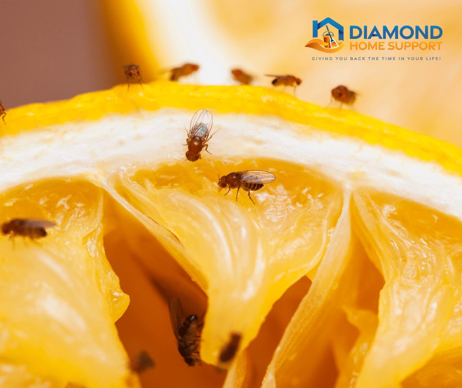 how to get rid of fruit flies from your kitchen