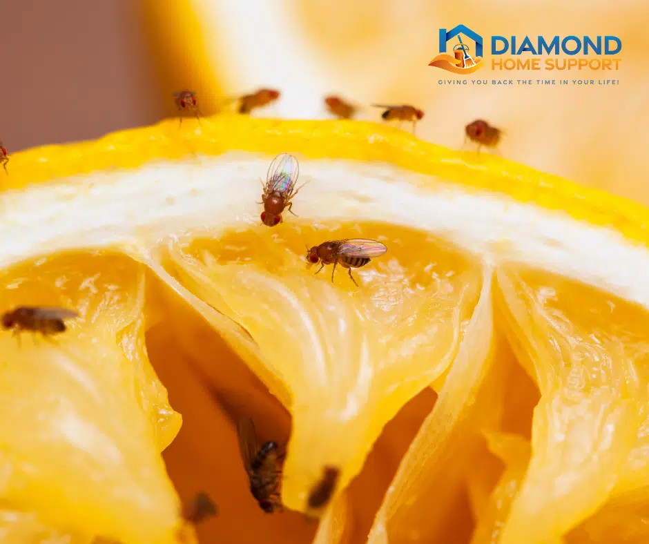 how to get rid of fruit flies from your kitchen